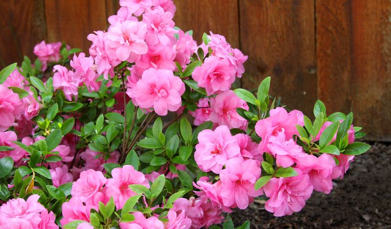 Azalea Pruning in Aiken, SC