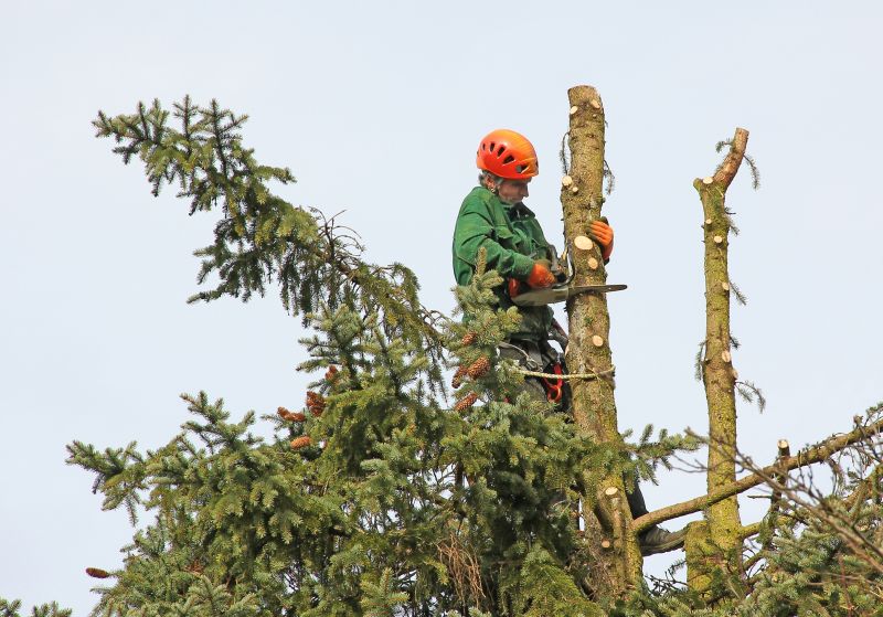 Commercial Tree Trimming in Duluth, MN