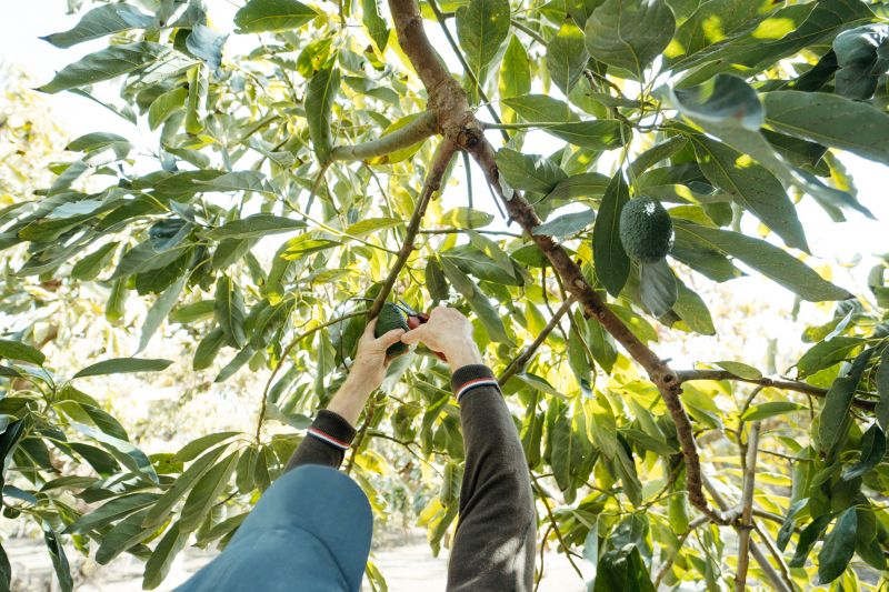 Apple Tree Pruning in Aiken, SC