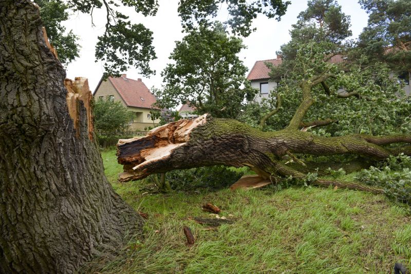 Apple Tree Removal in Doylestown, PA
