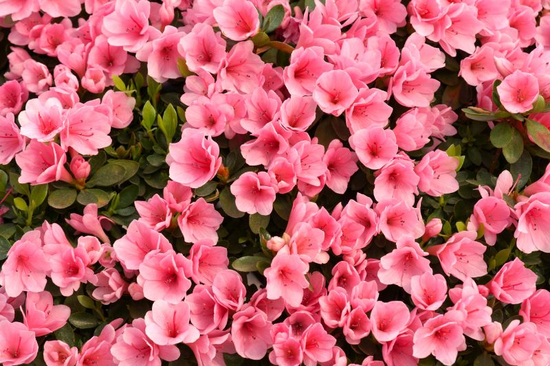 Azalea Pruning in Rockwall, TX
