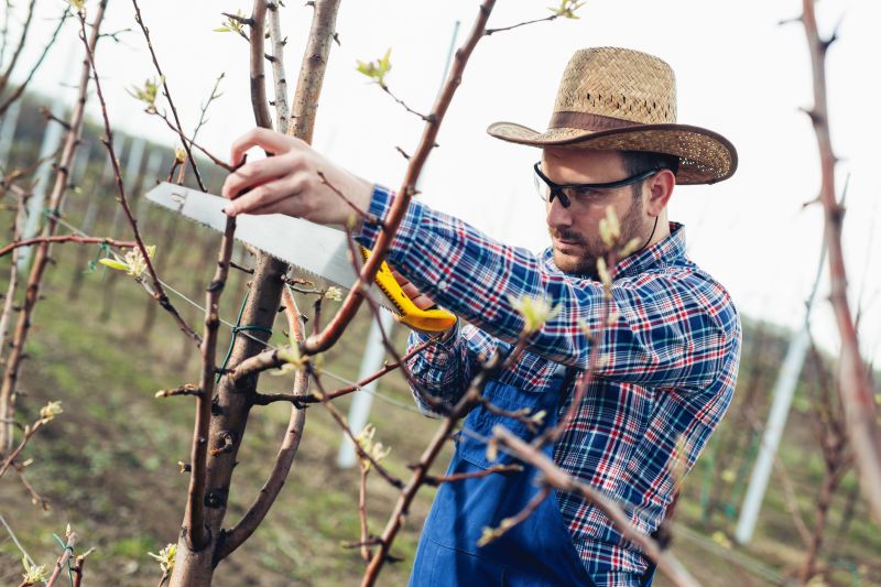 Beech Tree Pruning in Pottstown, PA