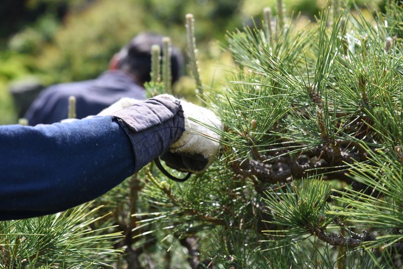Birch Tree Pruning in Reno, NV