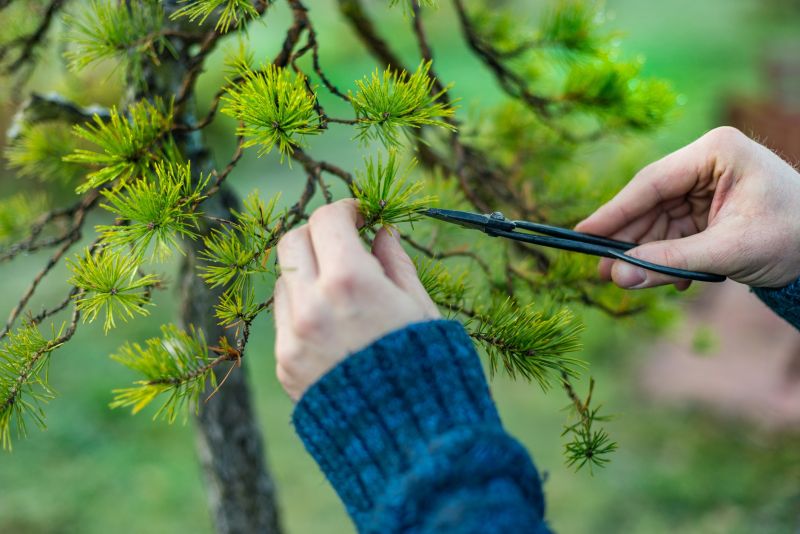 Birch Tree Pruning in Aiken, SC