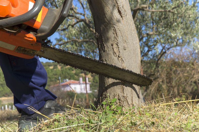 Birch Tree Removal in Aiken, SC