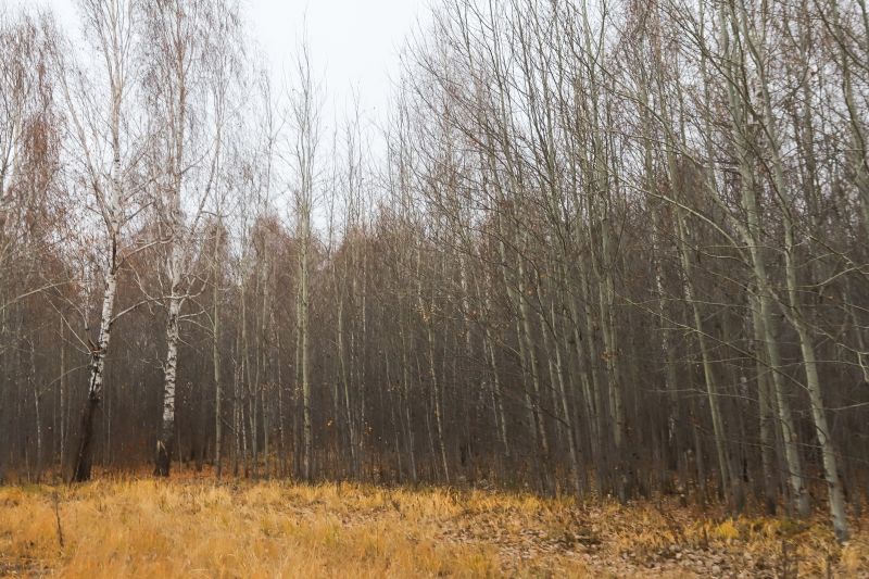 Birch Tree Removal in San Jose, CA
