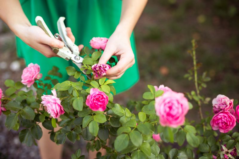 Bush Pruning in Rockwall, TX