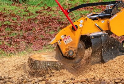 Bush Stump Grinding in Calvert County, MD