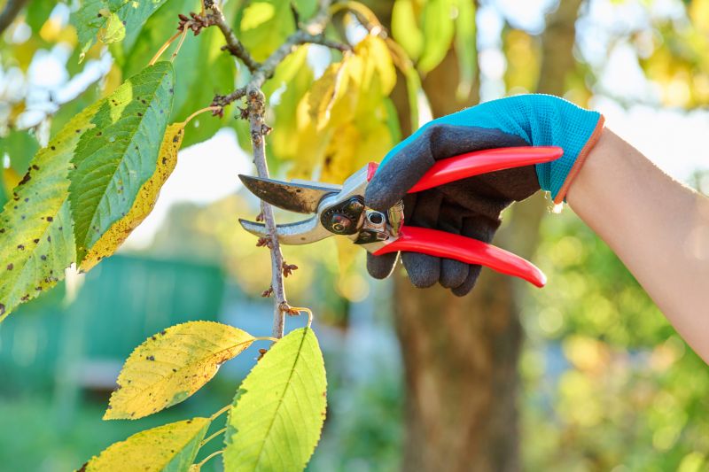 Canopy Pruning in Allentown, PA