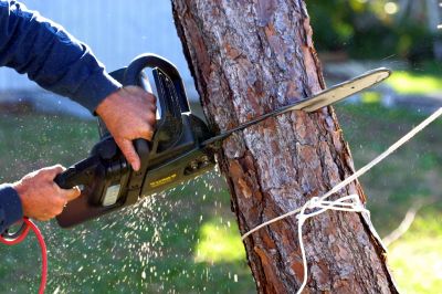 Commercial Tree Removal in Montgomery County, PA