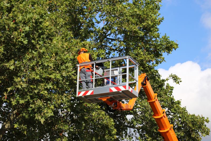 Commercial Tree Service in San Jose, CA