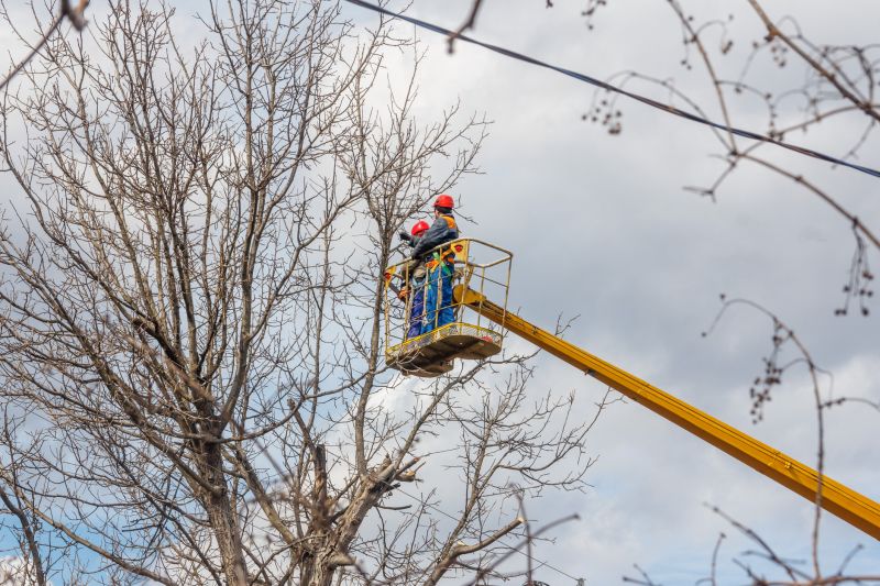 Commercial Tree Trimming in San Jose, CA