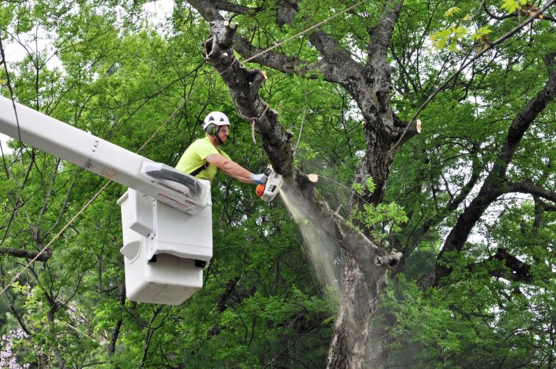 Commercial Tree Trimming in Duluth, MN