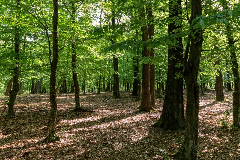 Cost of Local Tree Service — Cost of Local Tree Service