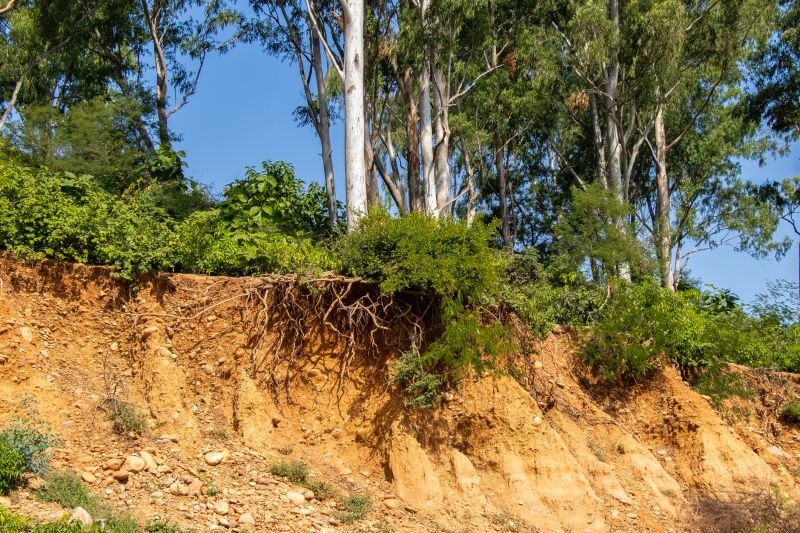 Cost of Local Tree Service — Cost of Local Tree Service