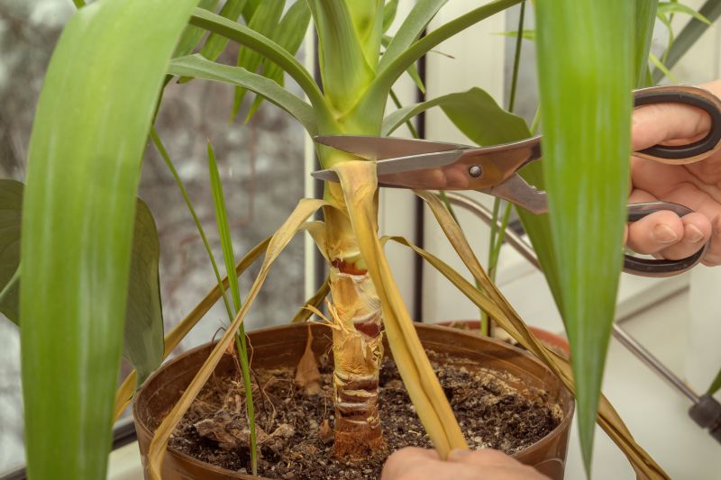 Crape Myrtle Pruning in Aiken, SC