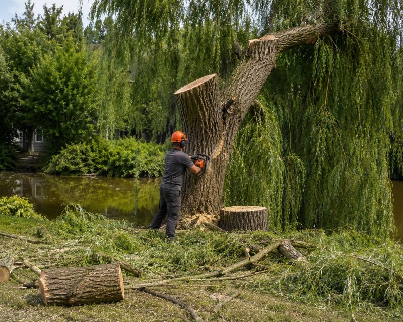 Cypress Tree Removal in Pottstown, PA