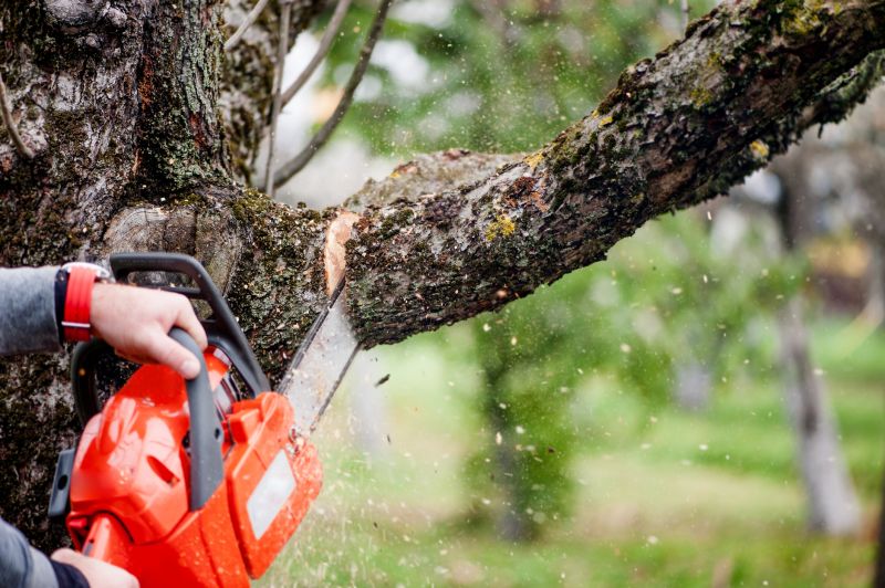 Cypress Tree Removal in Aiken, SC