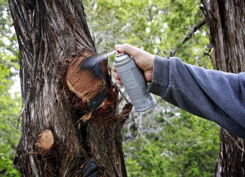 Cypress Tree Trimming in San Jose, CA