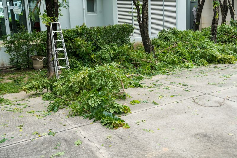 Dead Tree Removal in Reno, NV