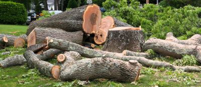 Dead Tree Removal in Montgomery County, PA