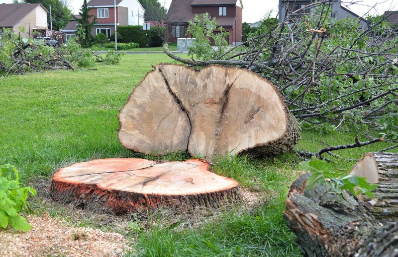 Dead Tree Removal in Bucks County, PA