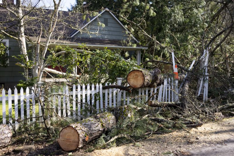 Elm Tree Removal in Doylestown, PA