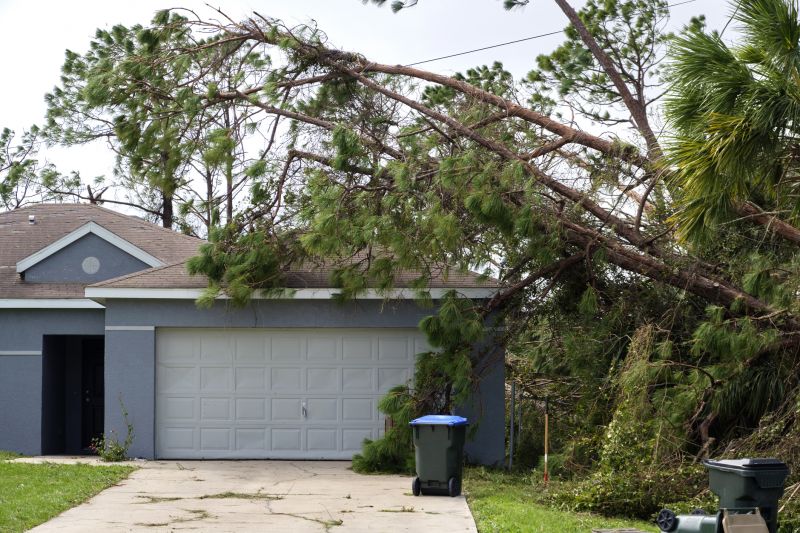 Fallen Tree on Roadway