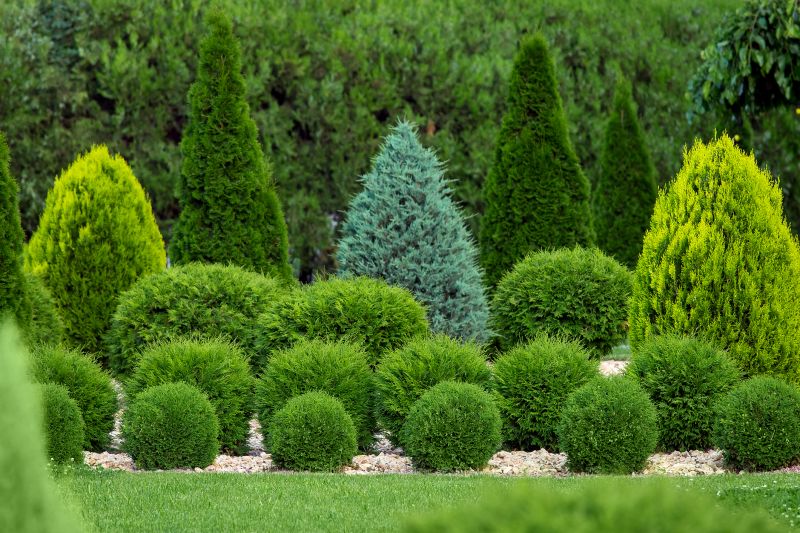 Hedge Shaping Service in Ventura County, CA