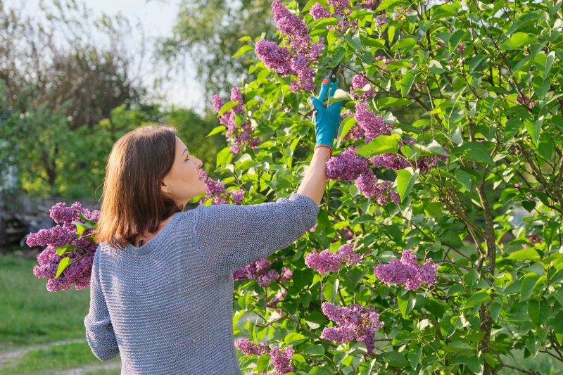 Honeysuckle Trimming in Aiken, SC