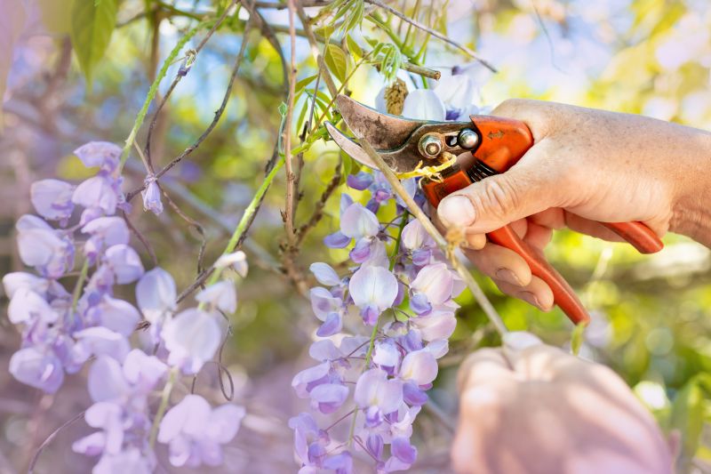 Hydrangea Pruning in Honolulu, HI