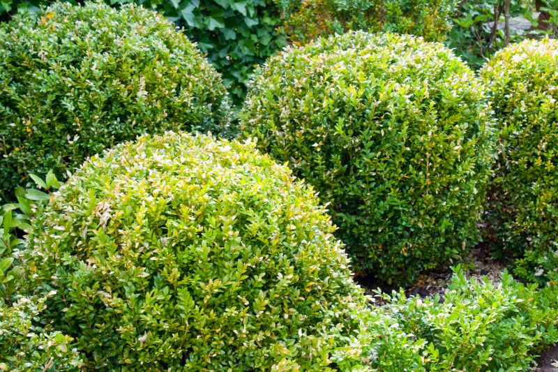 Landscape Pruning Service in Honolulu, HI