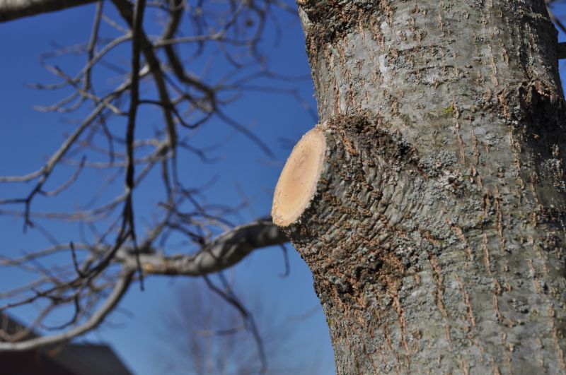 Limbs Trimming in Pottstown, PA