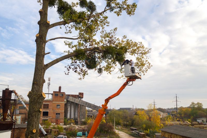 Local Tree Service