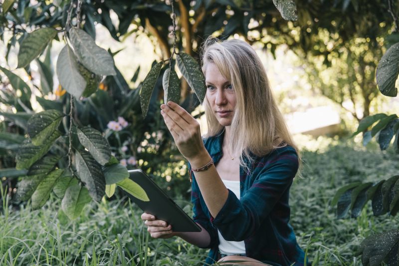 Summer Tree Inspection
