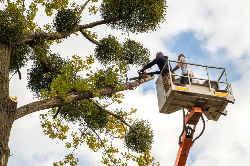 Local Tree Service