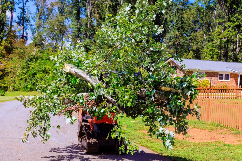 Local Tree Service