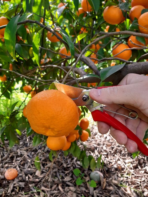 Orchard Tree Pruning in San Jose, CA