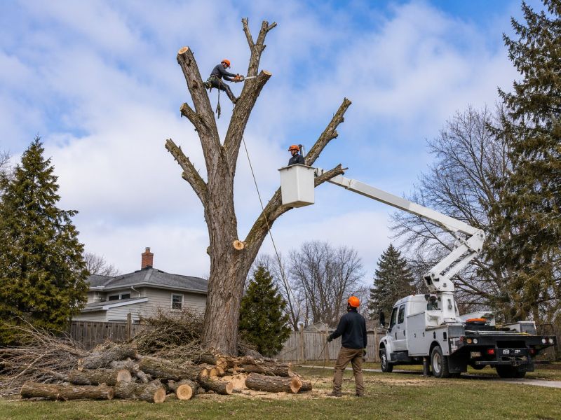Palm Tree Removal in Reno, NV