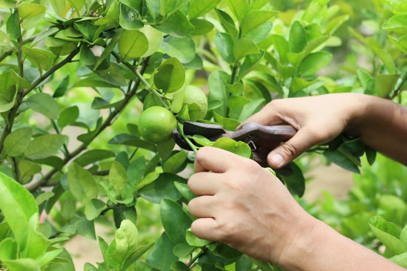 Pear Tree Pruning in Pottstown, PA
