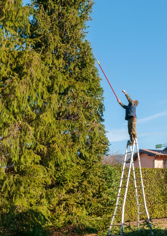 Pine Tree Trimming in San Jose, CA