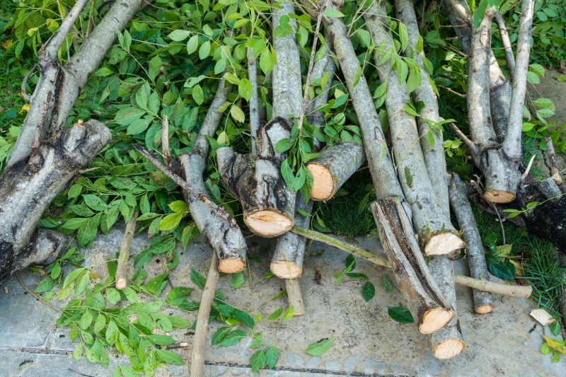 Pine Tree Trimming in San Jose, CA