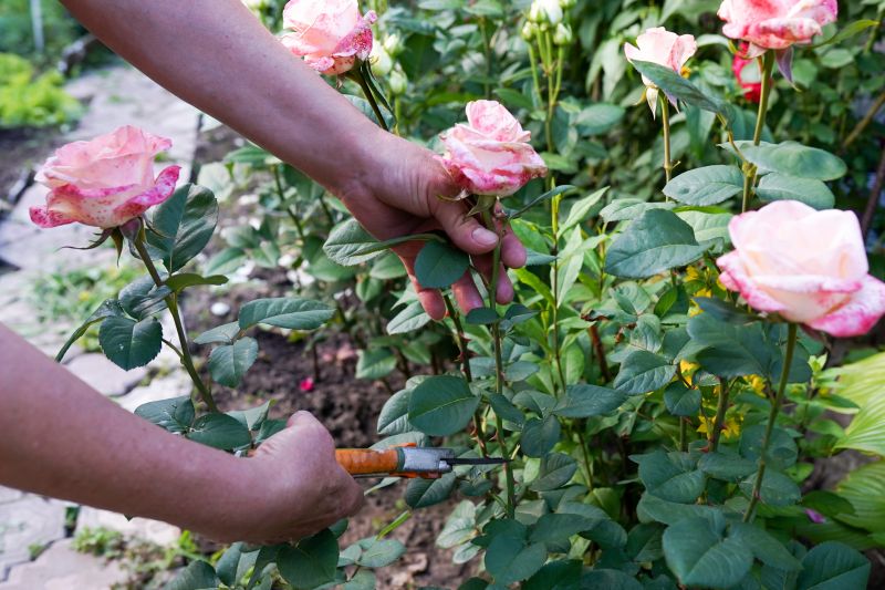 Rhododendron Pruning in Ventura County, CA