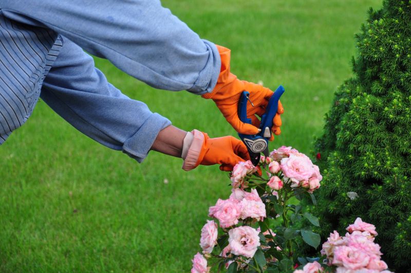 Rhododendron Pruning in Aiken, SC