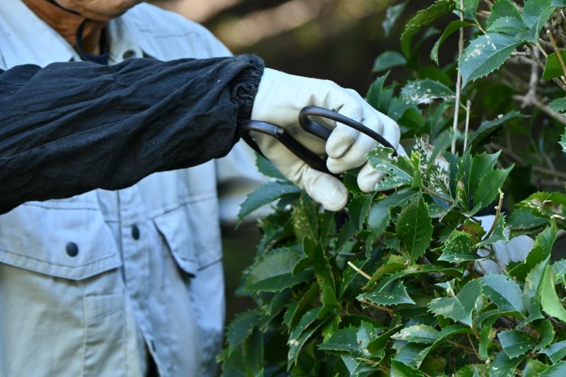 Shrub Pruning in Ventura County, CA