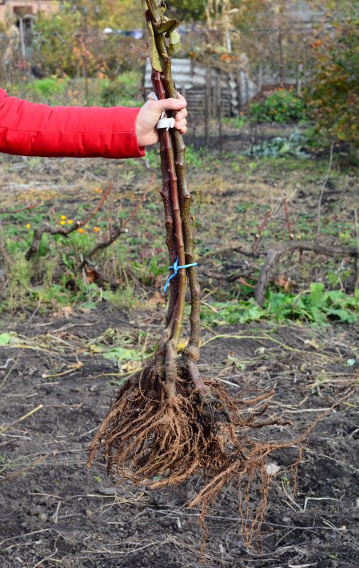 Shrubs Removal in Ventura County, CA