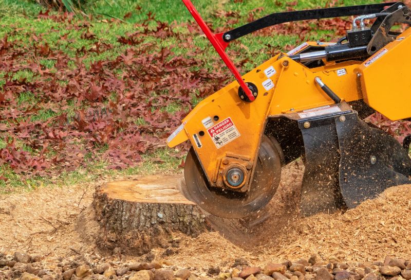 Stump Grinding Service in Aiken, SC