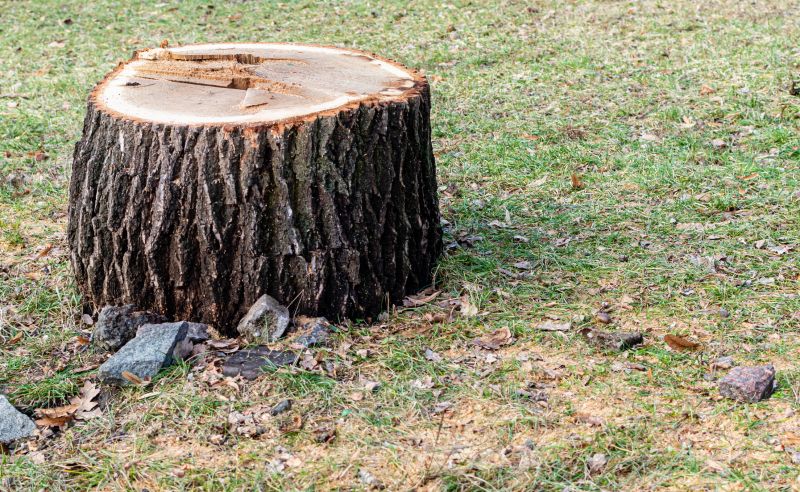Stump Removal Service in Calvert County, MD