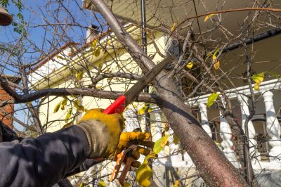 Tree Branch Cutting in Doylestown, PA
