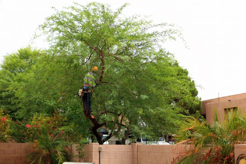 Tree Service in Doylestown, PA